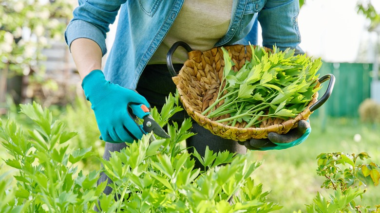 Someone cutting lovage and putting in wicker basket