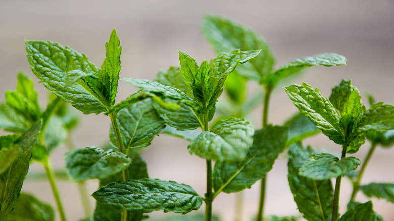 Close-up image of mint growing in a garden
