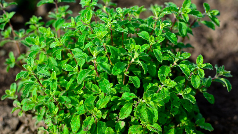 Close-up view of an oregano plant in a sunny spot