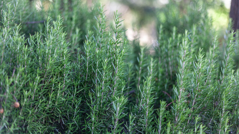 Rosemary growing in a garden