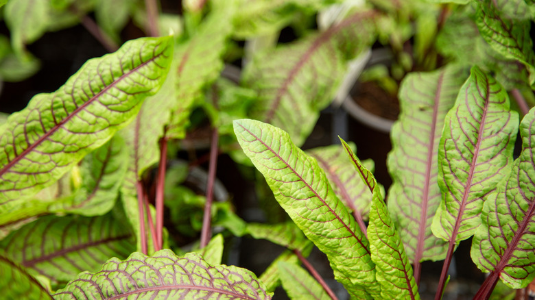 Close-up view of sorrel leaves