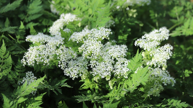 Close-up shot of sweet cicely with its small white blooms