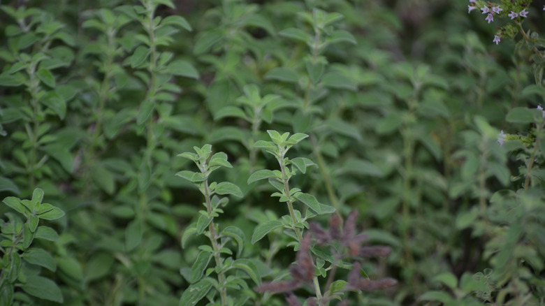 Marjoram plants growing in a garden