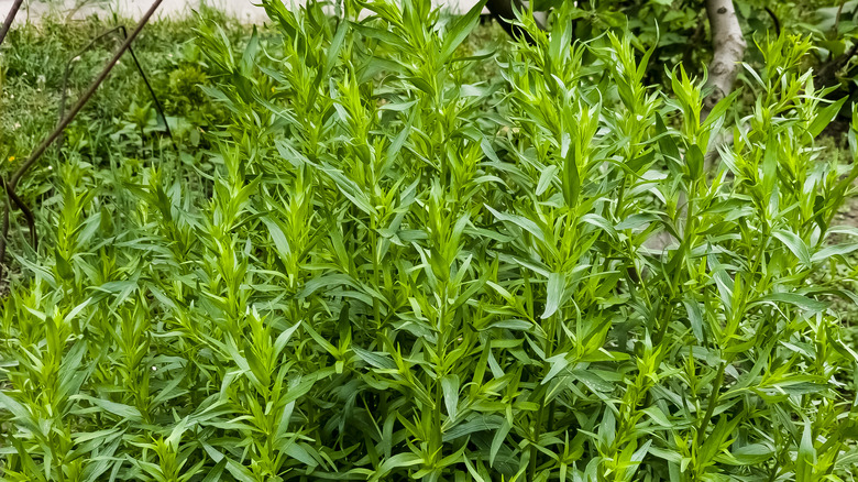 Tarragon growing in a garden