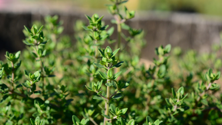 Close up view of thyme in a garden