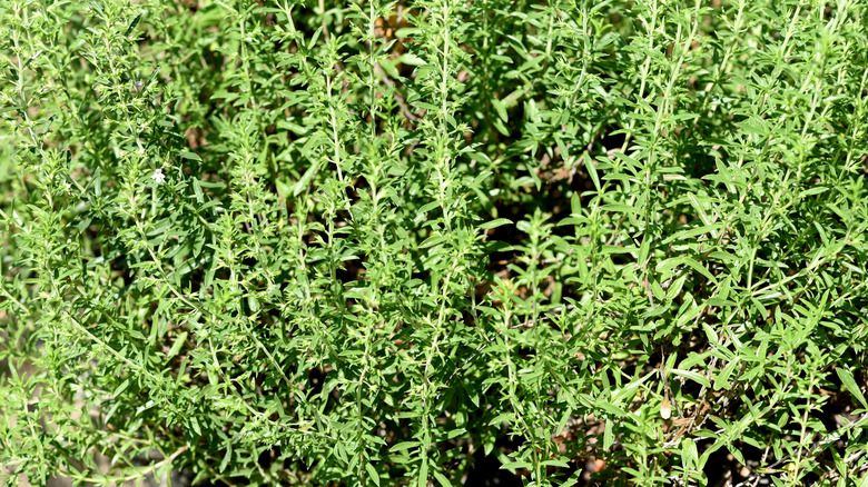 Close-up view of winter savory in a sunny spot