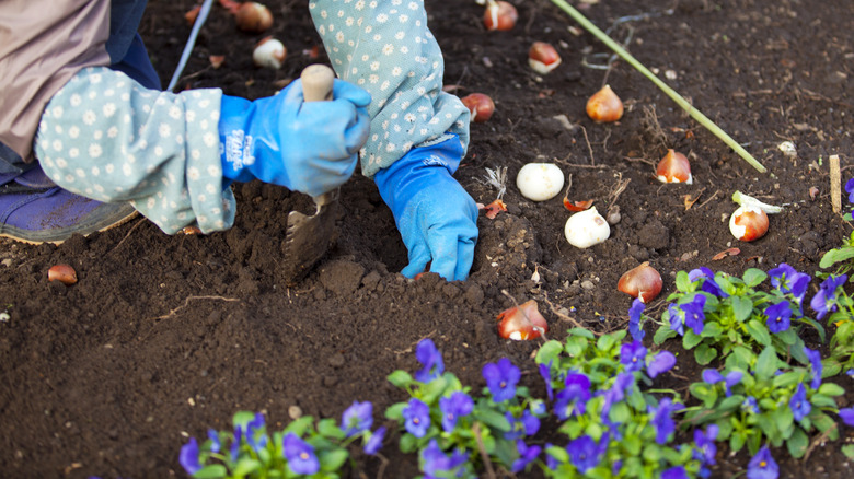gardener planting tulip bulbs
