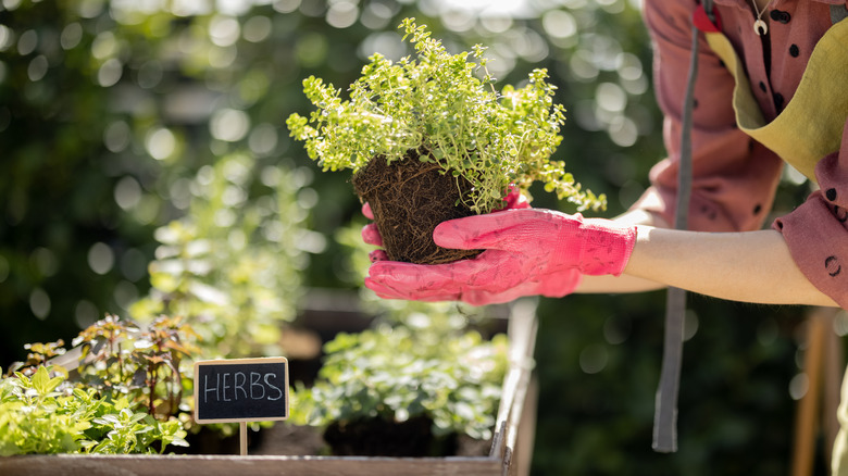 Gardener plants herb garden outdoors