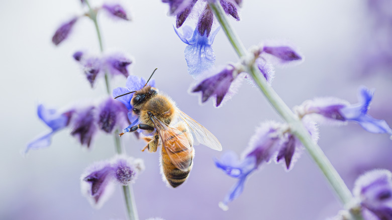 A honeybee collects nectar from the purple flowers on a Russian sage.