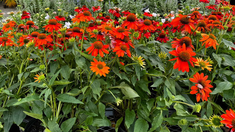 Red-orange coneflowers blooming in a garden bed.