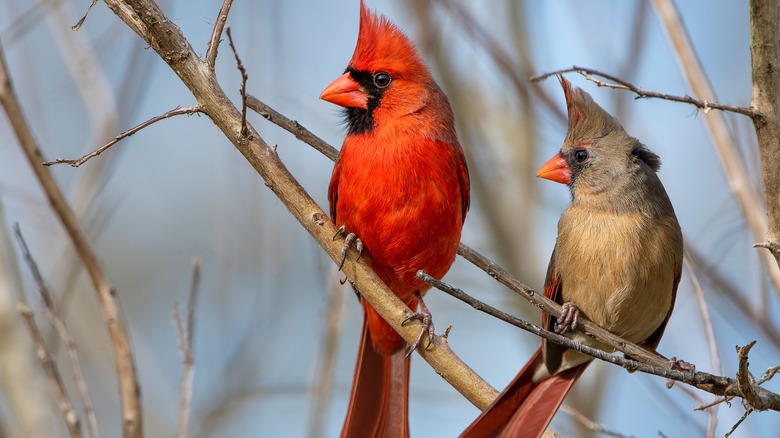 Male and female Northern cardinal