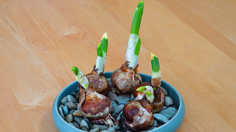 Paperwhite narcissus bulbs sprouting in water and rocks