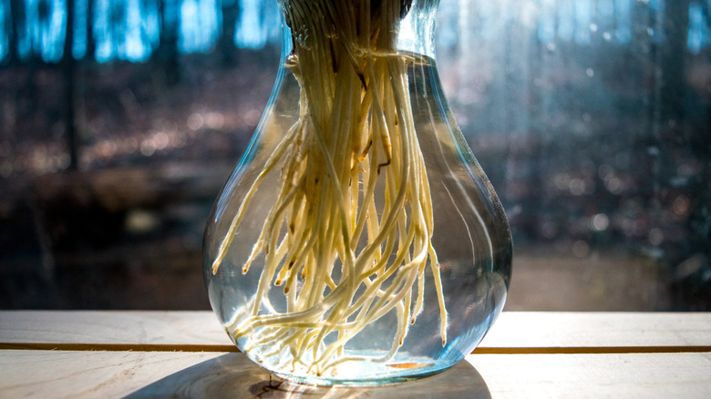 Paperwhite flower roots in a vase of water with sun shining through.