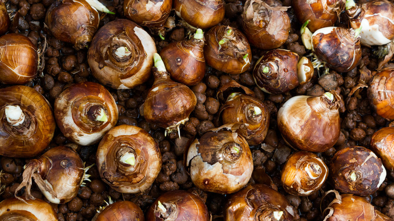 Many paperwhite bulbs in a pile ready for planting.