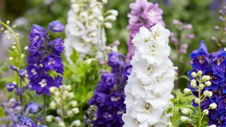 Multiple colors of larkspur 