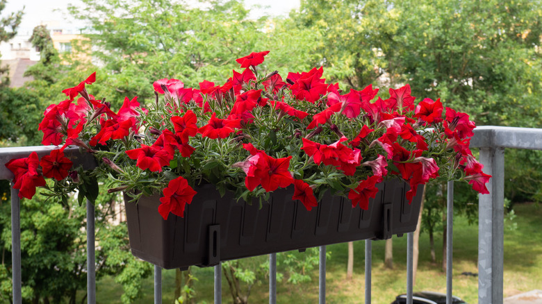 Red petunias in flower box