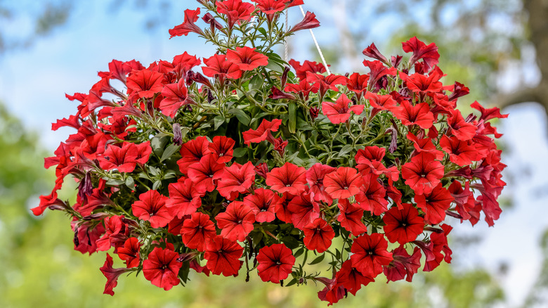 Red petunias in hanging basket