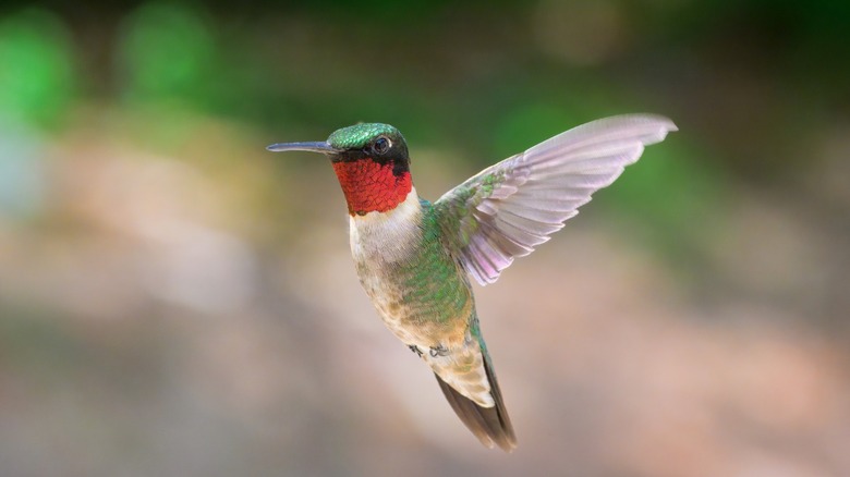 A male ruby-throated hummingbird in mid-flight