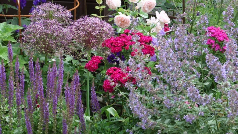 Dianthus and salvia growing together with other flowers