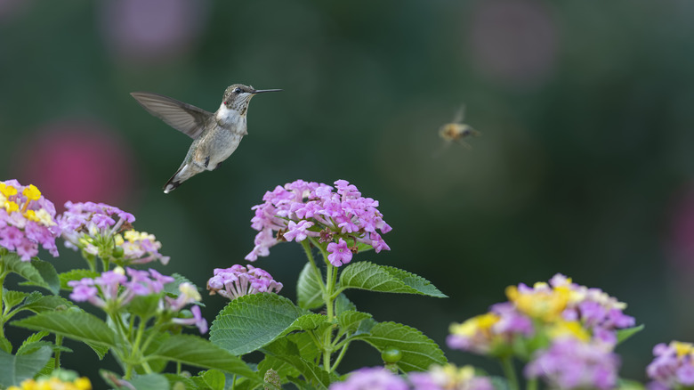 A hummingbird and bee flying above lantana flowers
