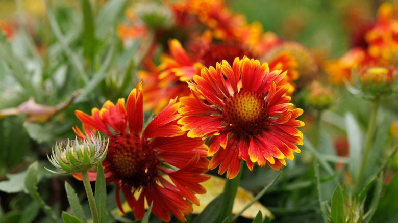 A close-up of blanket flower with more blanket flowers in the background