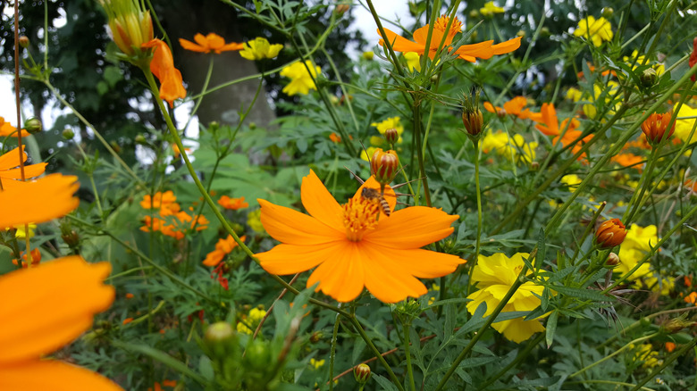 Cosmos thrive in a garden.
