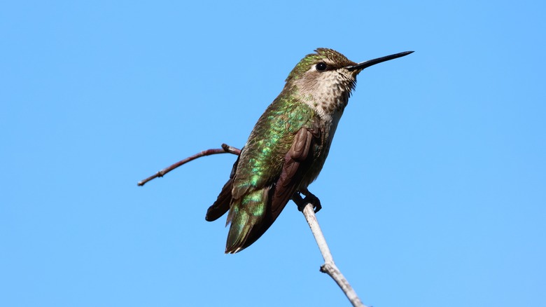 A hummingbird perches on a branch.