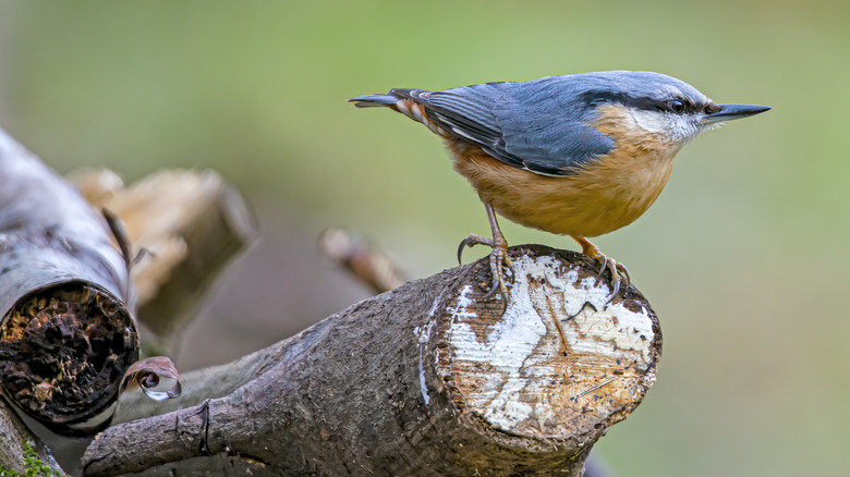 Nuthatch on pile of branches