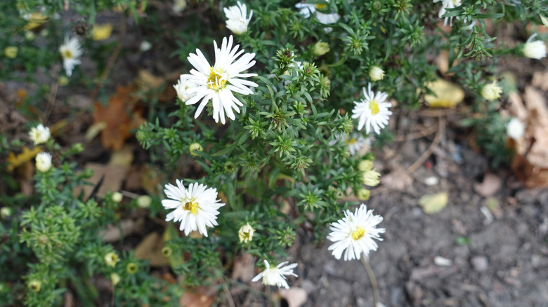 A white heath aster plant in a garden setting showing the lush green foliage and a few flowers