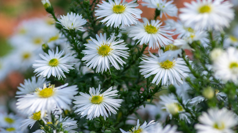 A close up of dozens of the little white flowers with yellow centers of the white heath aster 'Snow Flurry'