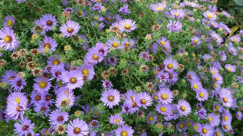 Close up of 'October Skies' aster blooms