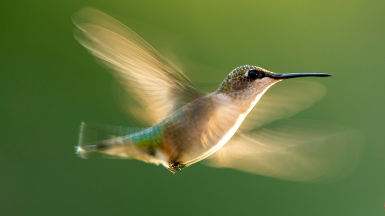 Ruby throated hummingbird flying