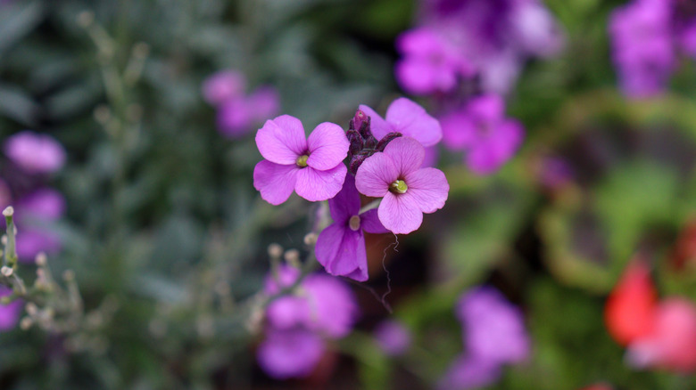 Close-up of purple wallflowers