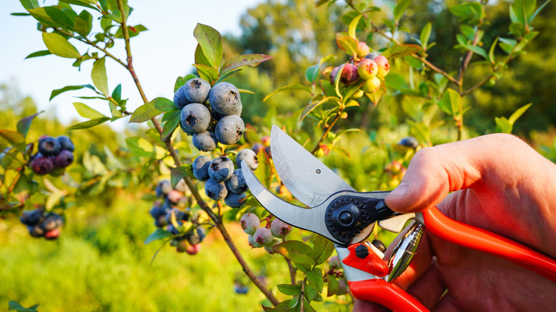 A gardener pruning their blueberry bushes with a pair of shears