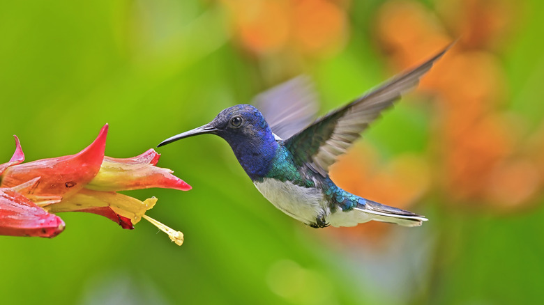 A hummingbird sipping from a vibrant, orange flower