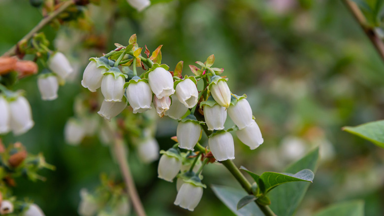 Close-up image of a small blueberry flowers on a branch