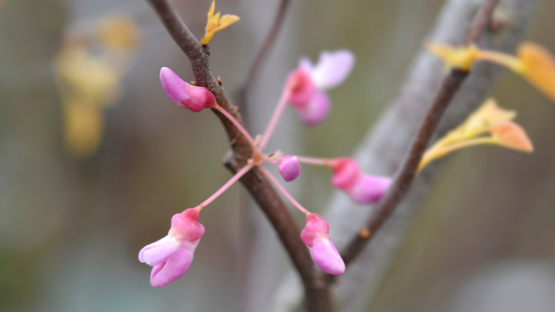 a Rising Sun redbud tree sprouting pink flowers