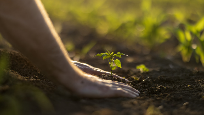 A person plants a tree on a sunny day