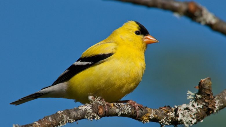 American goldfinch on branch