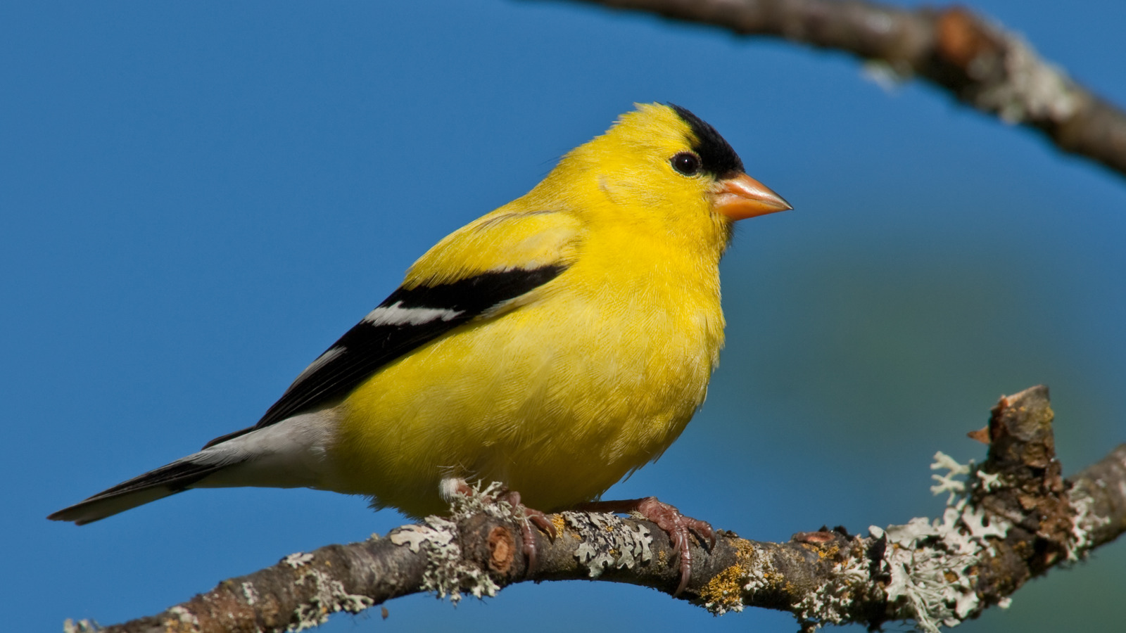Plant This Colorful Flower And Watch American Goldfinches Nest In Your Yard