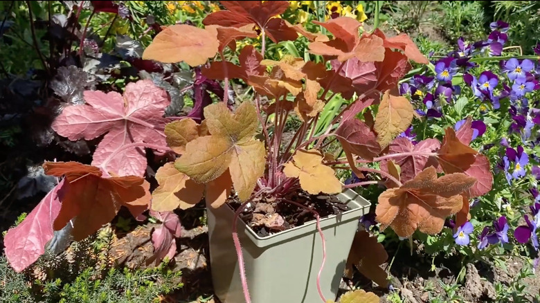 potted heucherella pumpkin spice plant