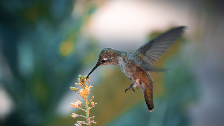 hummingbird hovering over small flowers