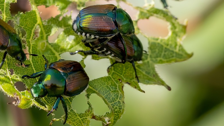 Japanese beetles on plant
