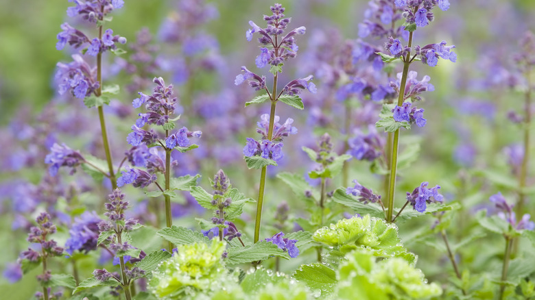 Catnip plant