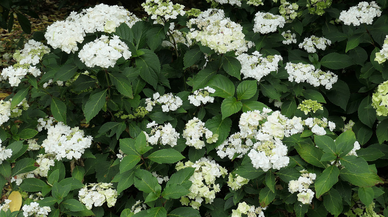 Wedding Gown bigleaf hydrangea growing in a garden.