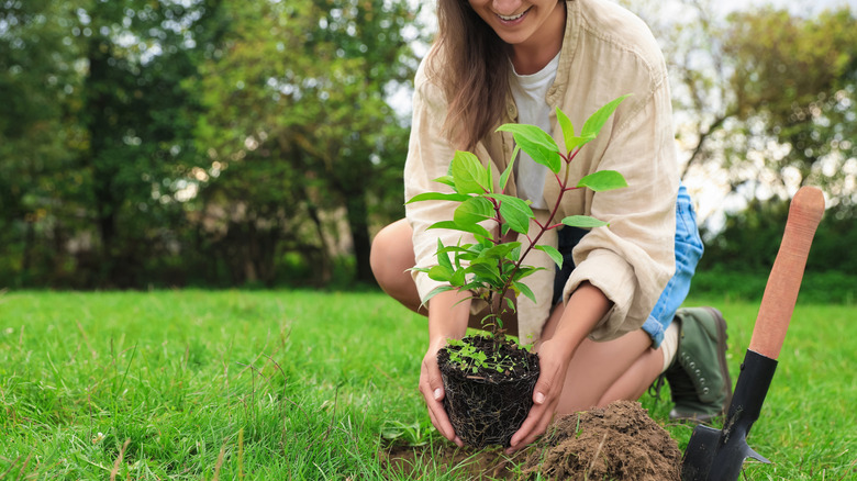 A gardener plants a potted hydrangea sapling in a hole dug in the middle of a lawn.