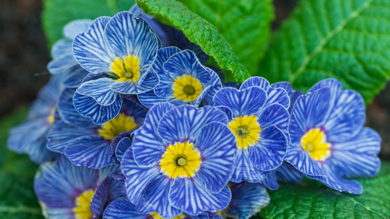 striped ﻿'Zebra Blue' primrose blooms