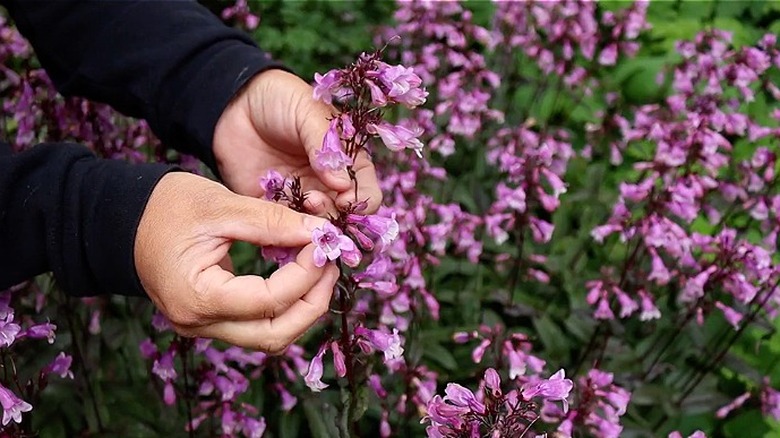 Close-up of a person showing the purple flowers of a 'Midnight Masquerade' penstemon