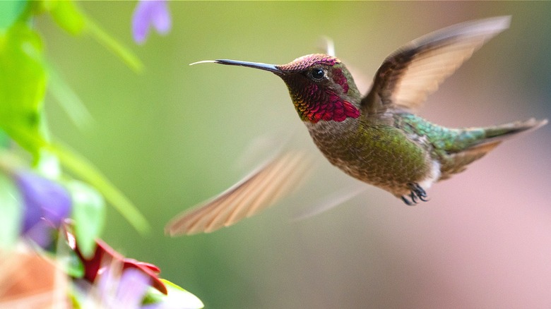 A hummingbird flies toward a purple, green, and red plant