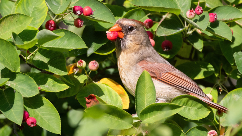 A female northern cardinal feeds on the fruit of a shadblow serviceberry